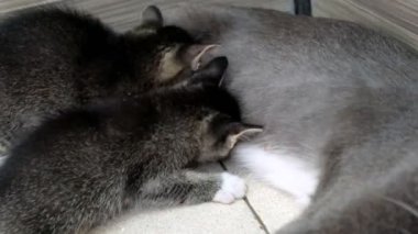 Kedi bir annenin yavru kedileriyle ilgilenmesi ne kadar da iç açıcı..