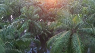 Akşam ışığında palmiye ağaçlarının havadan görünüşü.