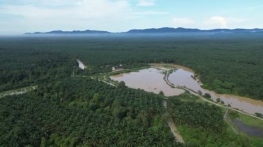 Malezya 'daki bir petrol palmiyesi tarlasının havadan görünüşü.