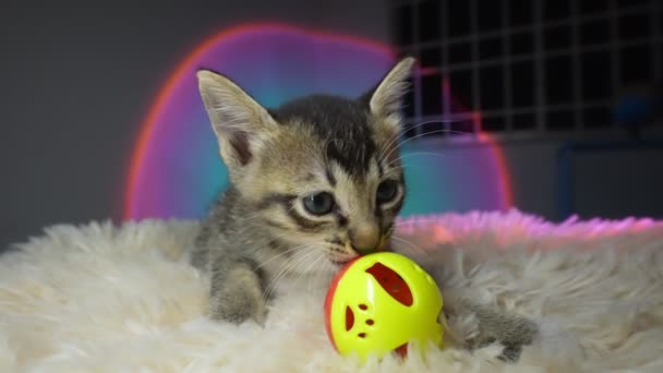 Charming Kitten Playfully Interacts Its Toy Room Slow Motion — Stock Video
