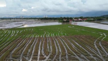 Yükseltilmiş bakış açısı, hasat sonrası temizlenen bir alanın sakin ortamını vurguluyor.