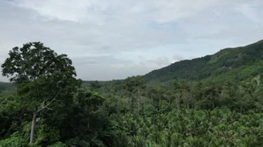 Broga Tepesi 'ndeki plantasyon üzerinde gündüz uçuşu
