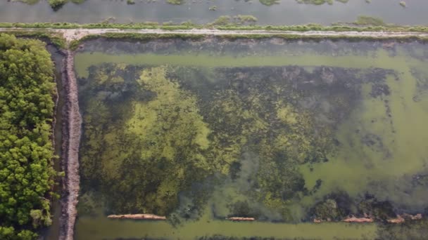 Grande Corpo Água Cheio Muitas Algas Verdes — Vídeo de Stock