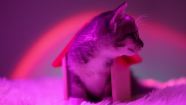 一只好奇的猫在夕阳西下把它的身体挤进木制的房子玩具里 慢动作 — 图库视频影像