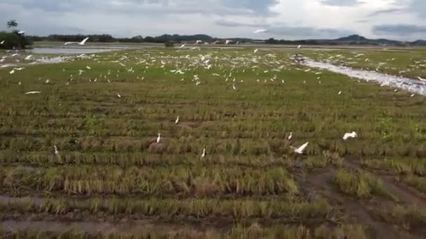 Emelkedett Nézőpont Amely Kiemeli Víz Fehér Egrets Buja Rizsföldek Harmonikus — Stock videók