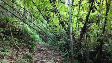 İçinden yol geçen bir orman. Yol bambudan yapılmıştır. Ormanda bir sürü ağaç var.