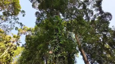 Üzerinde yeşil yapraklar ve üzüm olan bir ağaç. Ağaç diğer ağaçlarla çevrili.