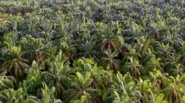Palmiye ağaçları olan yemyeşil bir orman. Ağaçlar uzun ve yeşil, gökyüzü açık
