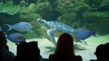 Bukit Bintang, Kuala Lumpur, Malaysia - Dec 15 2024: Turtle is swimming in a tank with people watching at Aquaria KLCC