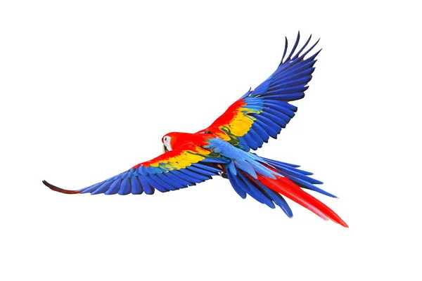 Papagaio Arara Escarlate Voando Isolado Fundo Branco — Fotografia de Stock