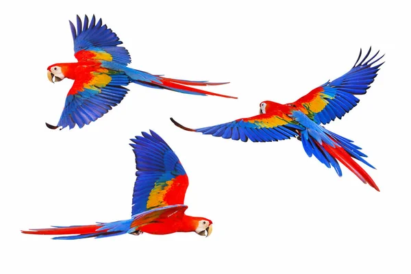 Kırmızı Papağan Seti Beyaz Arka Planda Tek Başına Uçuyor — Stok fotoğraf