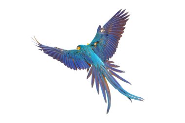 Renkli mavi ve altın renkli papağan, beyaz arka planda tek başına uçuyor. Vektör illüstrasyonu