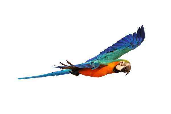 Colorido Azul Oro Loro Guacamayo Volando Aislado Sobre Fondo Blanco —  Fotos de Stock