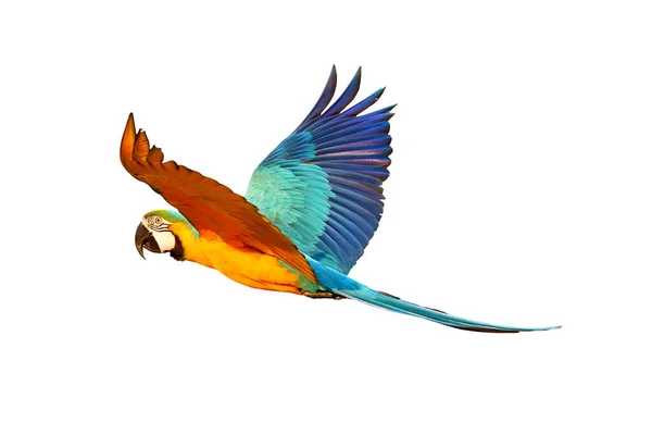 Барвистий Синій Золотий Макаронний Папуга Літає Ізольовано Білому Тлі Векторні — стокове фото