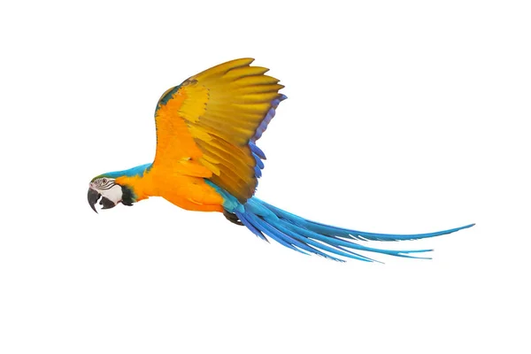 Färgglada Blå Och Guld Macaw Papegoja Flyger Isolerad Vit Bakgrund — Stockfoto