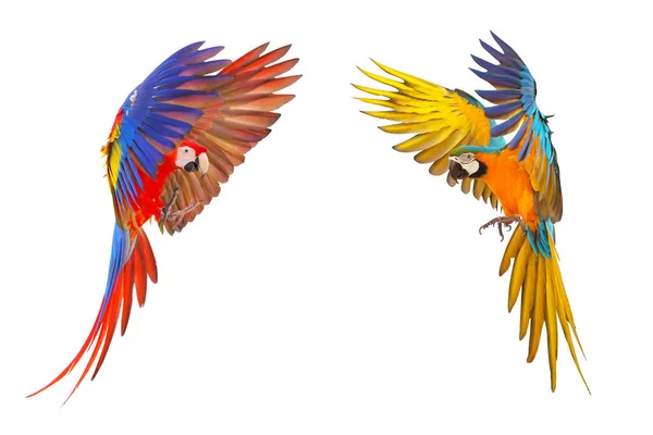 Macaw Escarlate Colorido Macaw Azul Dourado Voando Isolado Fundo Branco — Fotografia de Stock