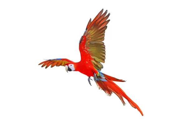 배경에 고립된 채날고 금강앵무 앵무새 — 스톡 사진