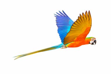 Catalina parrot flying isolated on white background.