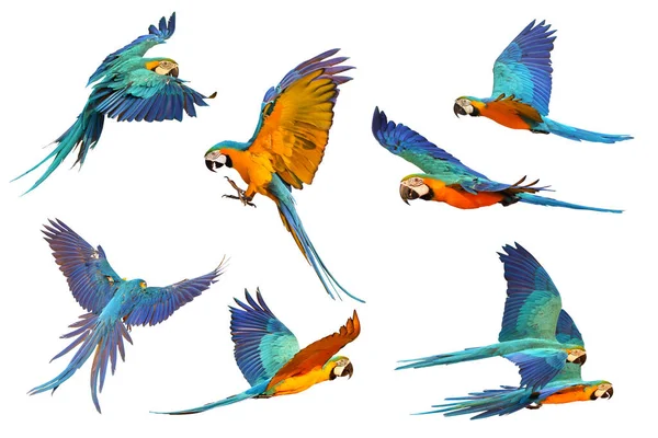 Mavi Altın Renkli Papağan Sürüsü Beyaz Arka Planda Yalnız Uçuyor — Stok fotoğraf