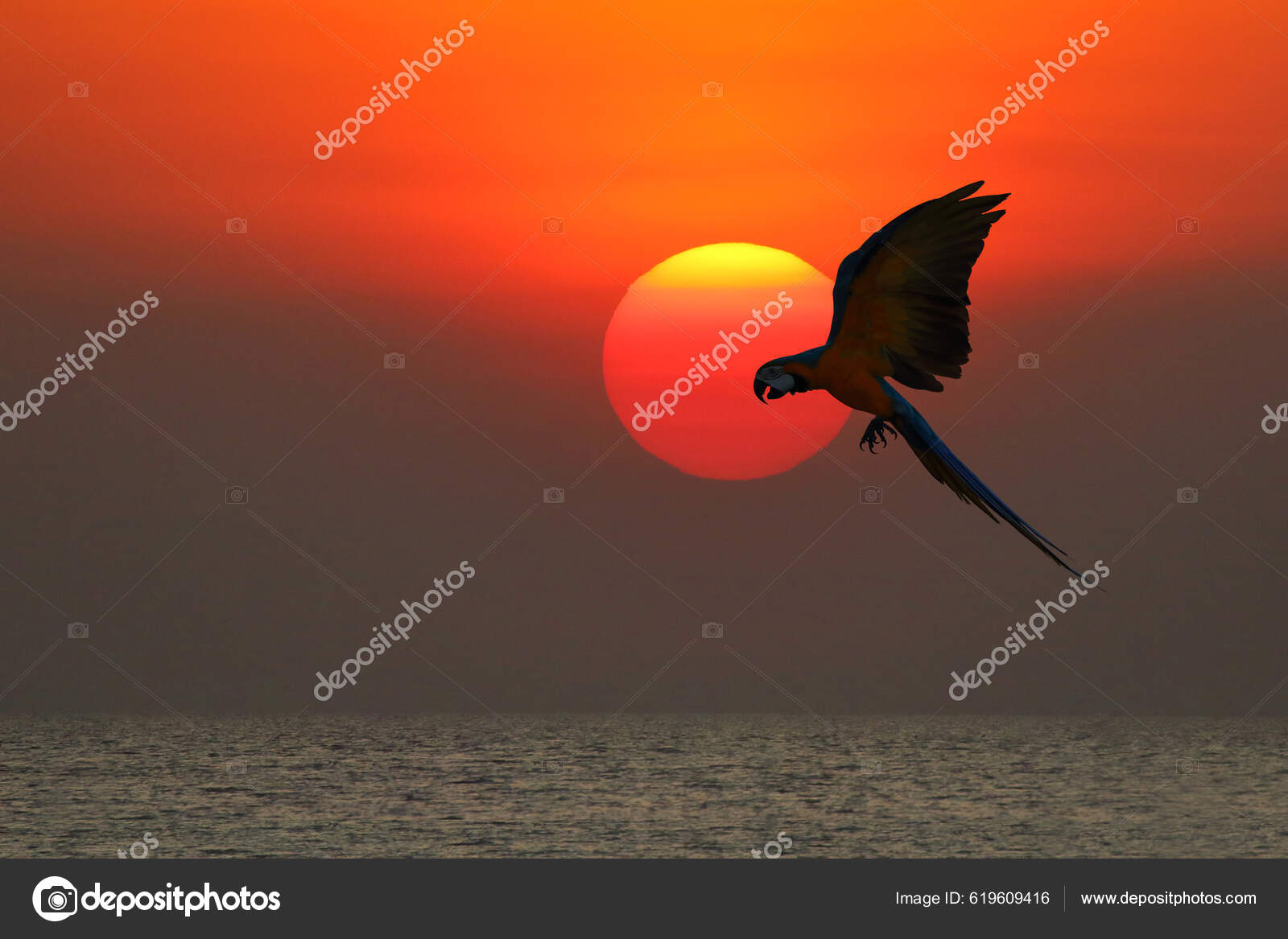 silueta de guacamayo