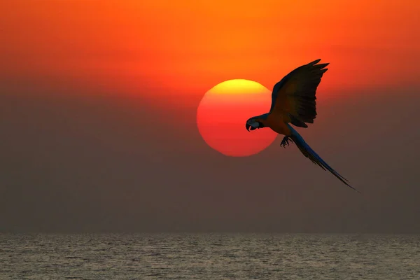 Hermosa Silueta Loro Guacamayo Volando Atardecer Pájaro Feliz Volador — Foto de Stock