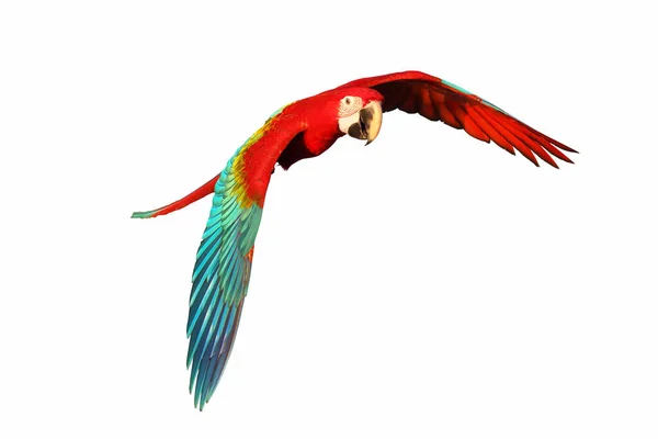 Зелене Крило Маку Папуга Літає Ізольовано Білому Тлі — стокове фото