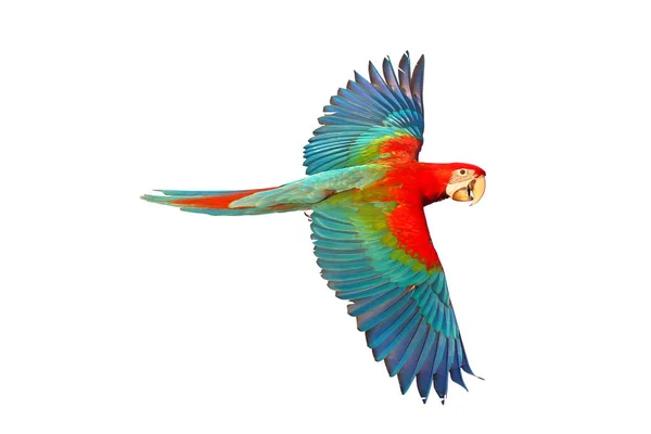 Zielone Skrzydło Papuga Latający Odizolowany Białym Tle — Zdjęcie stockowe