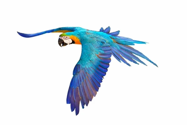 Renkli Mavi Altın Renkli Papağanlar Beyaz Arka Planda Yalnız Uçuyor — Stok fotoğraf