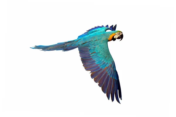 Guacamayo Azul Dorado Volando Aislado Sobre Fondo Blanco — Foto de Stock