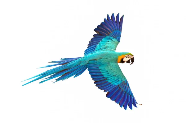 Kolorowe Niebiesko Złote Macaw Latające Izolowane Białym Tle — Zdjęcie stockowe
