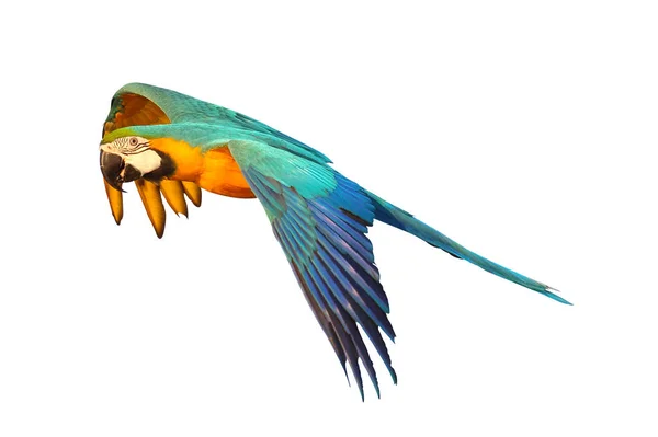 Kleurrijke Blauwe Gouden Ara Vliegen Geïsoleerd Witte Achtergrond — Stockfoto