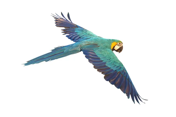 色彩斑斓的蓝色和金色的金刚鹦鹉在白色的背景上独立飞行 — 图库照片