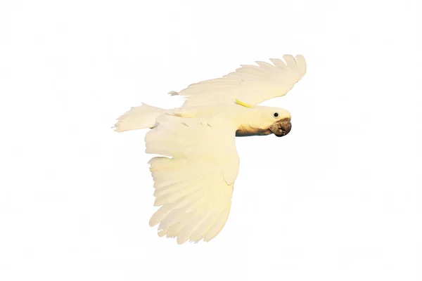 Hermoso Loro Cacatúa Volando Aislado Sobre Fondo Blanco —  Fotos de Stock