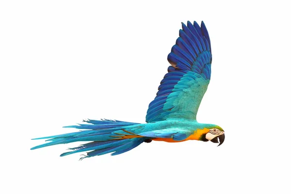 Renkli Mavi Altın Renkli Papağanlar Beyaz Arka Planda Yalnız Uçuyor — Stok fotoğraf