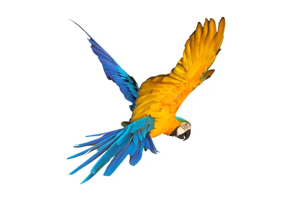 Kolorowe Niebiesko Złote Macaw Latające Izolowane Białym Tle — Zdjęcie stockowe