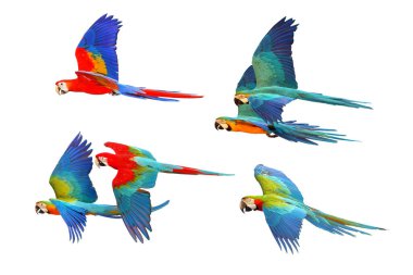 Beyaz arka planda izole edilmiş bir grup papağan..