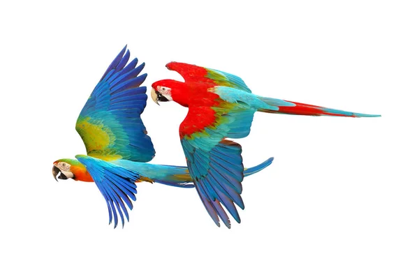 Färgglada Macaw Papegojor Isolerade Vit Bakgrund — Stockfoto