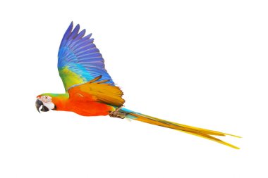Catalina parrot flying isolated on white background.