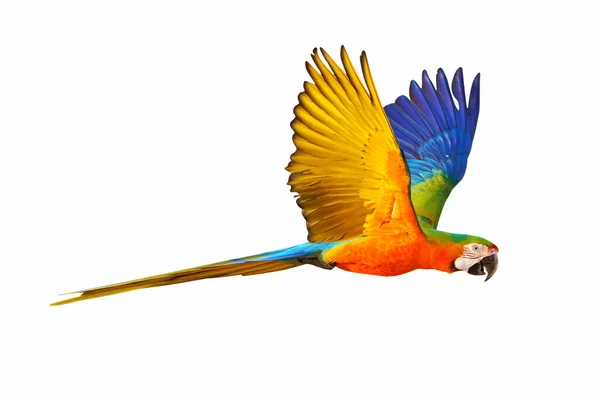 Catalina Parrot Flying Isolated White Background — 图库照片