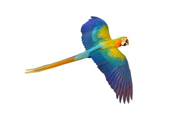 Catalina Parrot Flying Isolated White Background — Φωτογραφία Αρχείου