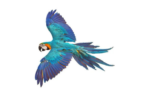 Barevné Modré Zlaté Macaw Létání Izolované Bílém Pozadí — Stock fotografie