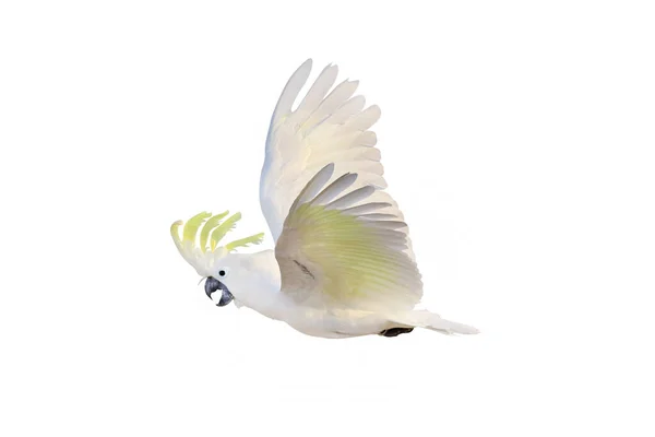 Gyönyörű Kakadu Papagáj Repül Elszigetelt Fehér Háttér — Stock Fotó