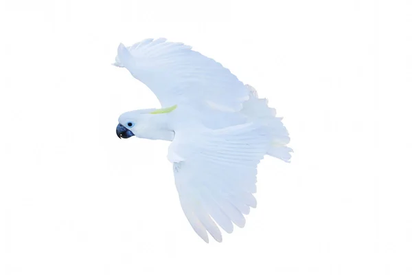 배경에 날으는 아름다운 앵무새 — 스톡 사진