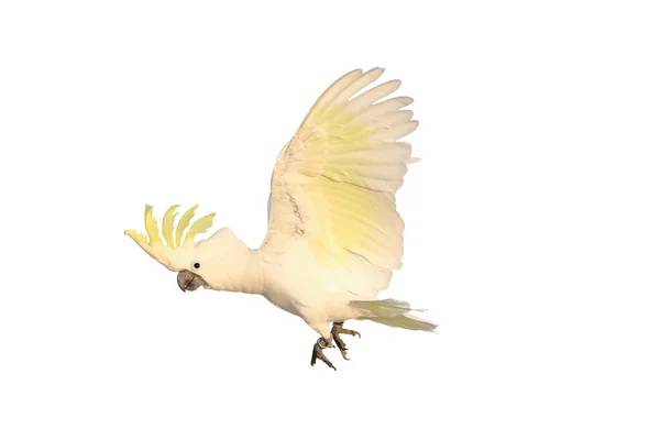 Beautiful Cockatoo Parrot Flying Isolated White Background — Stock Photo, Image