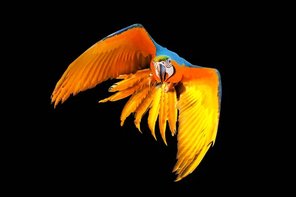 色彩斑斓的蓝色和金色的金刚鹦鹉在黑色的背景上隔离飞行 — 图库照片