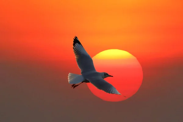 일몰중에 하늘을 아름다운 갈매기 — 스톡 사진