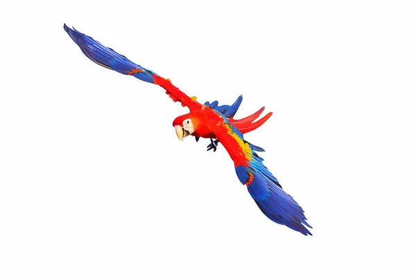 Scarlet Macaw Papoušek Létání Izolované Bílém Pozadí — Stock fotografie