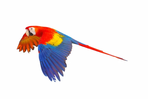 Beyaz Arkaplanda Izole Edilmiş Renkli Papağan — Stok fotoğraf