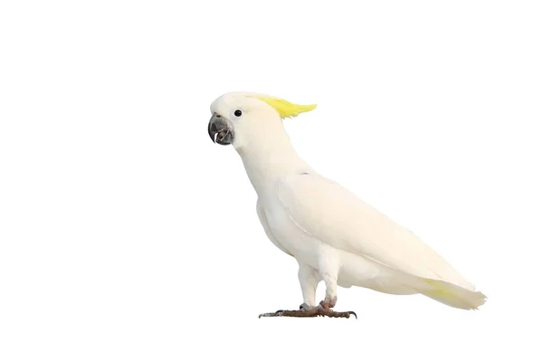 Vacker Cockatoo Papegoja Isolerad Vit Bakgrund — Stockfoto