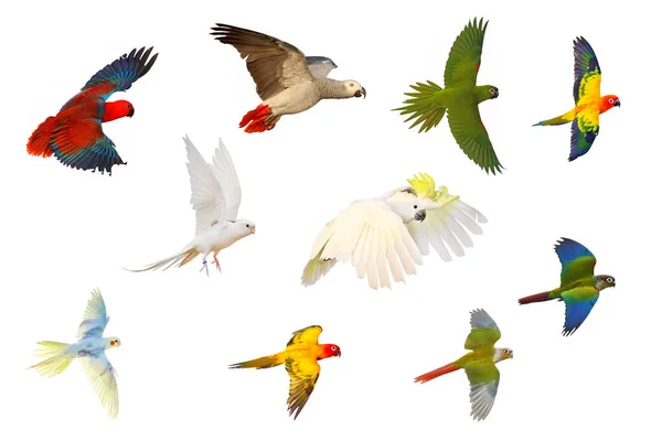 Conjunto Papagaios Isolados Sobre Fundo Branco — Fotografia de Stock
